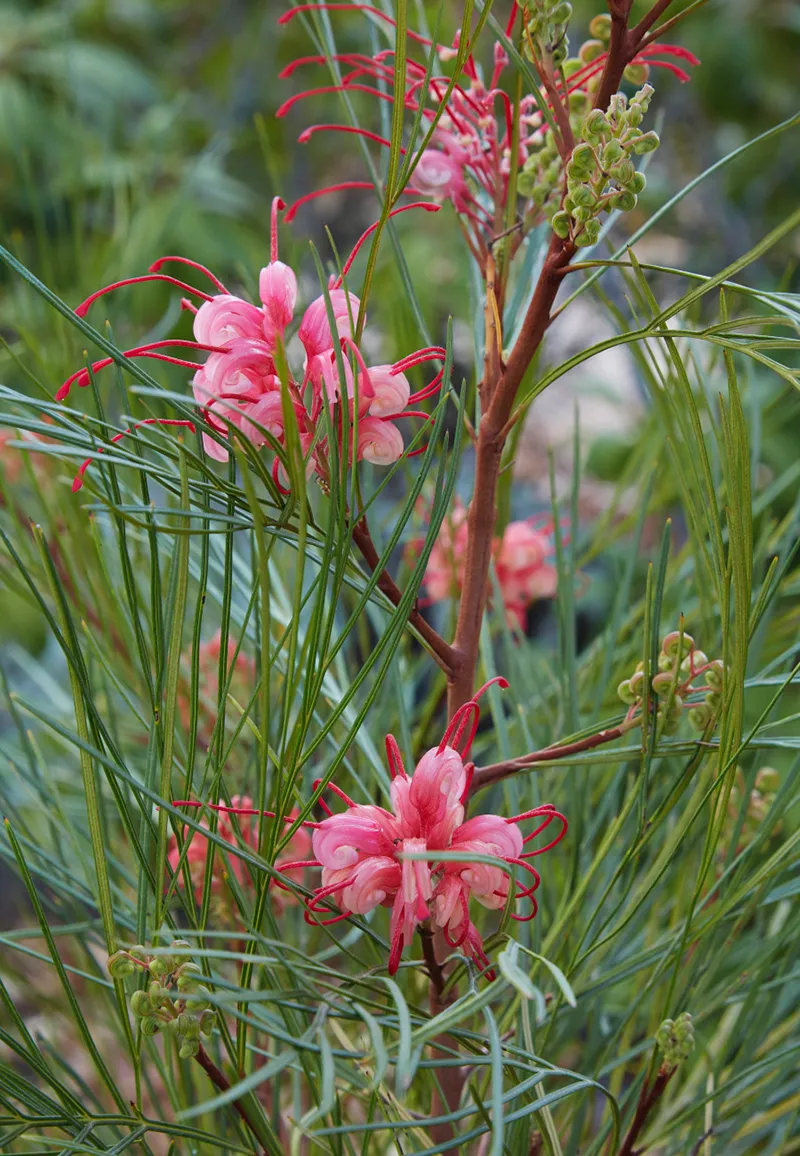 Grevillea ‘Long John’, foto 2
