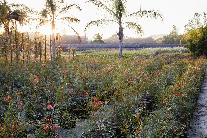 Grevillea ‘Long John’, foto 3