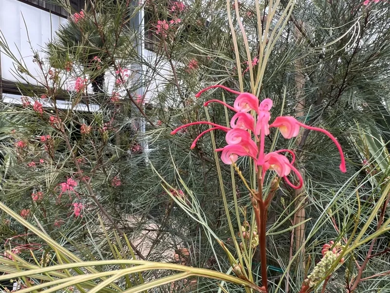 Grevillea ‘Long John’ grafted