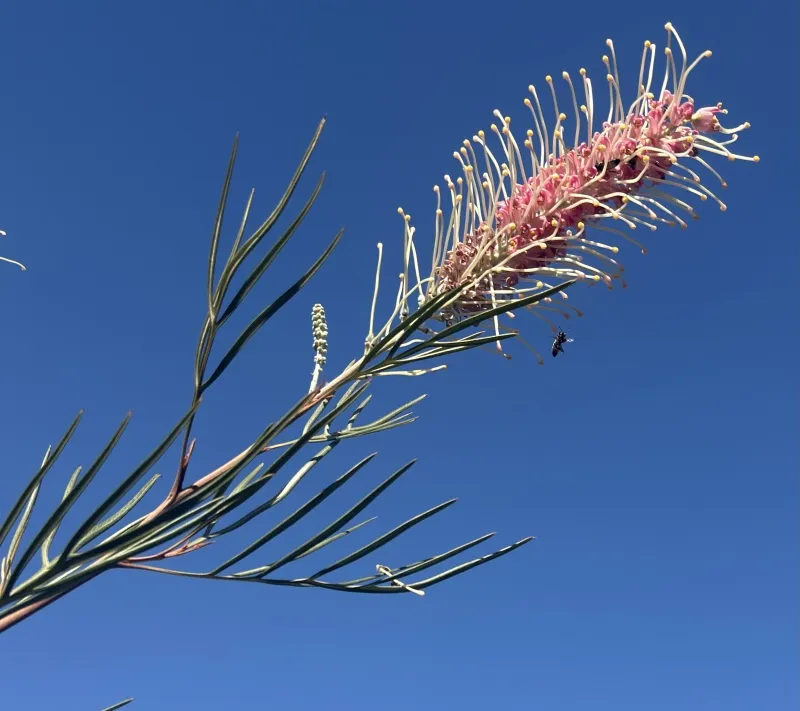 Grevillea ‘Majestic’ grafted