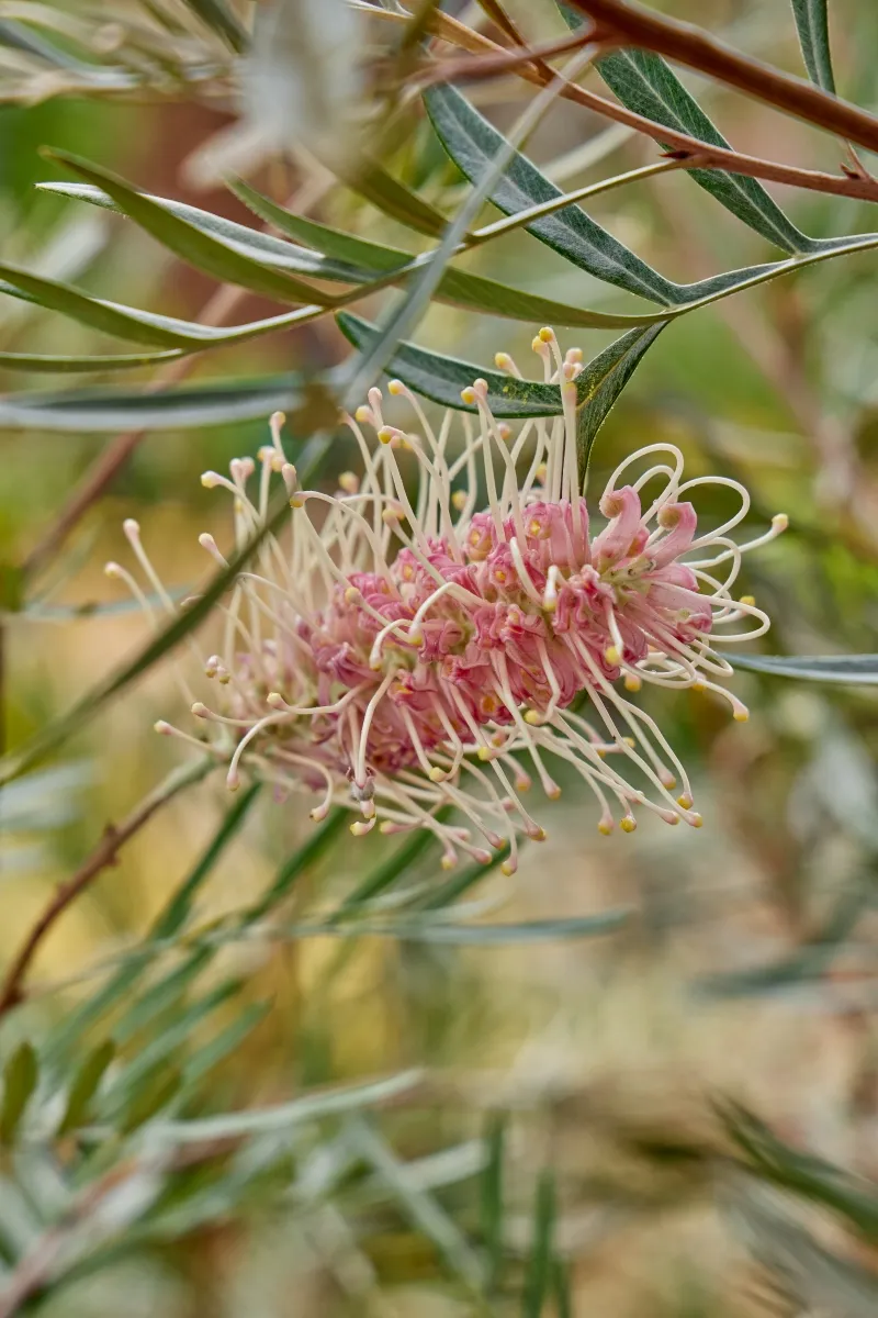 Grevillea ‘Misty Pink’