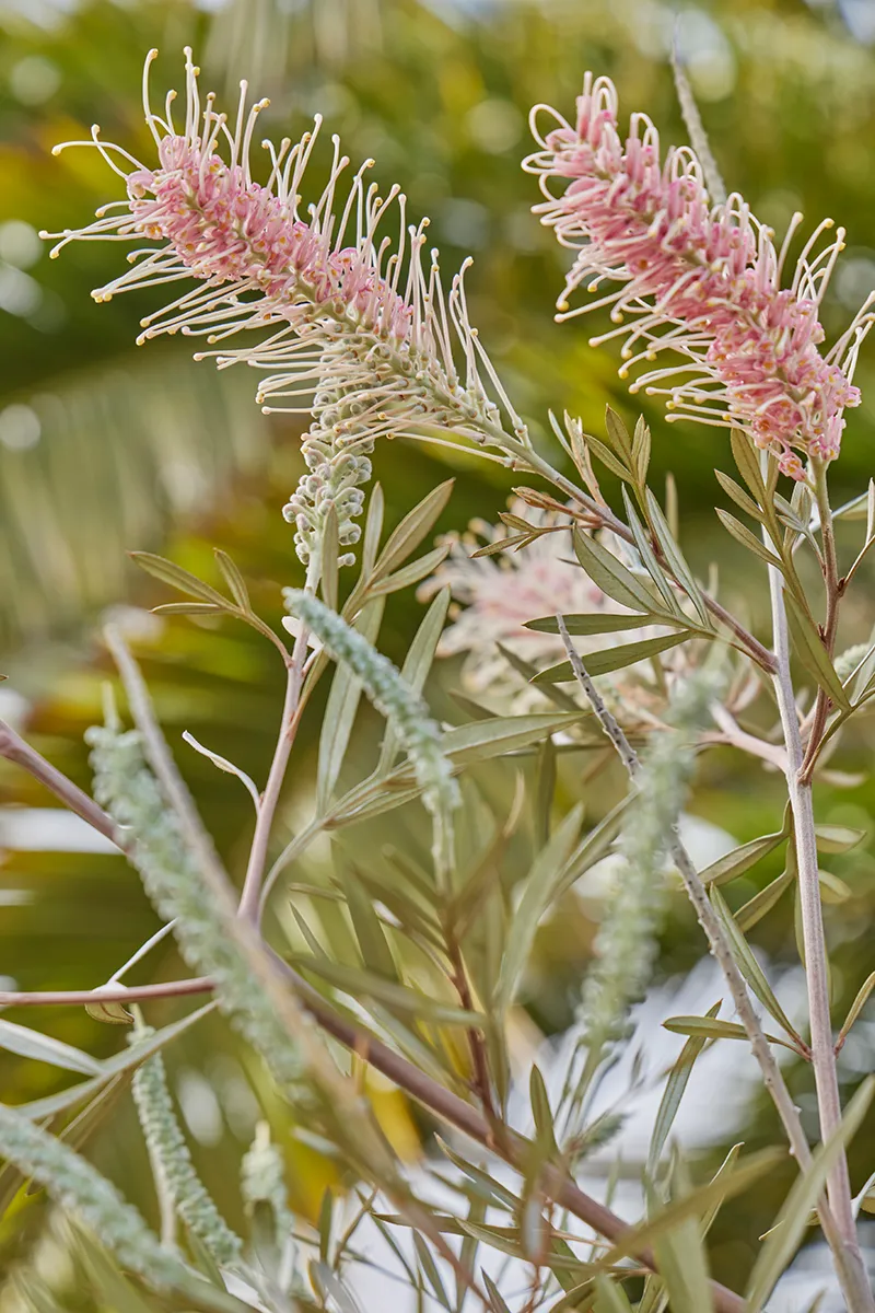 Grevillea ‘Misty Pink’, foto 2