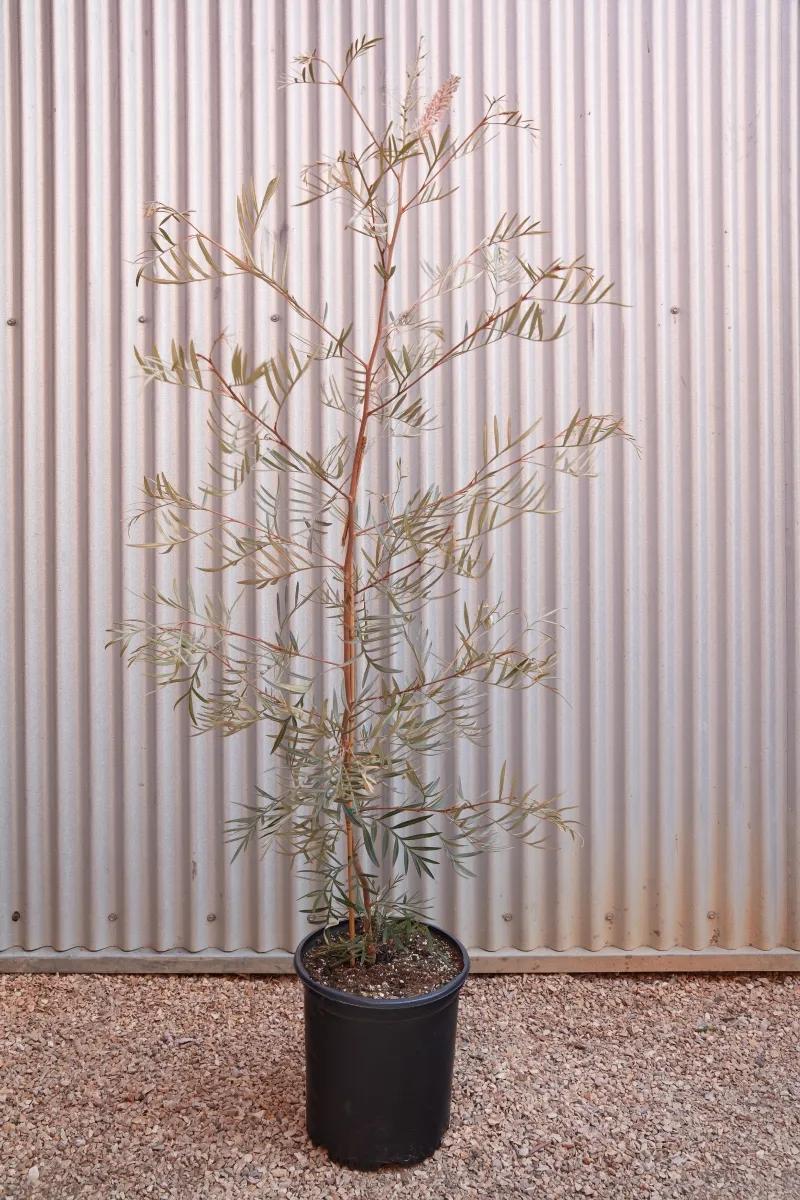 Grevillea ‘Misty Pink’, foto 3