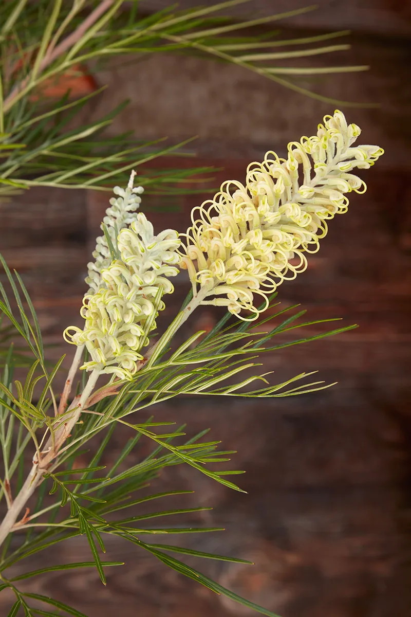 Grevillea ‘Moonlight’
