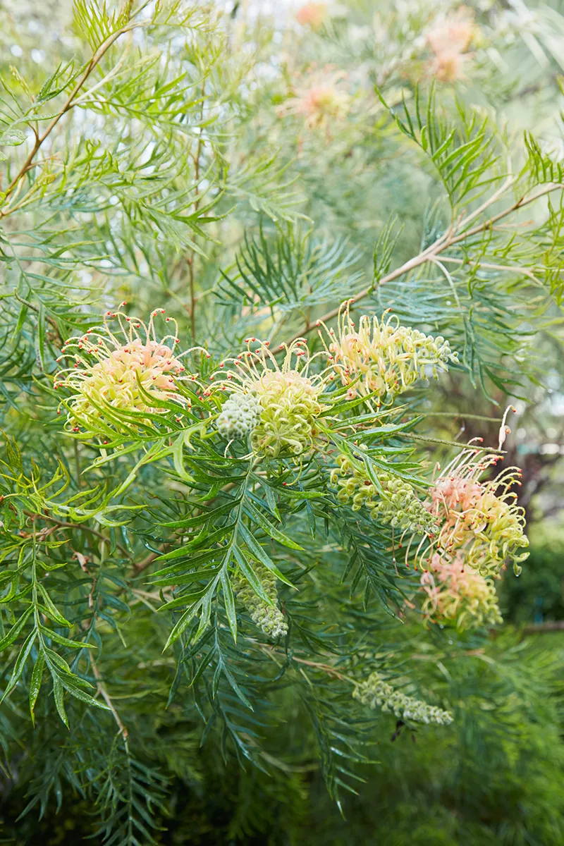 Grevillea ‘Peaches & Cream’