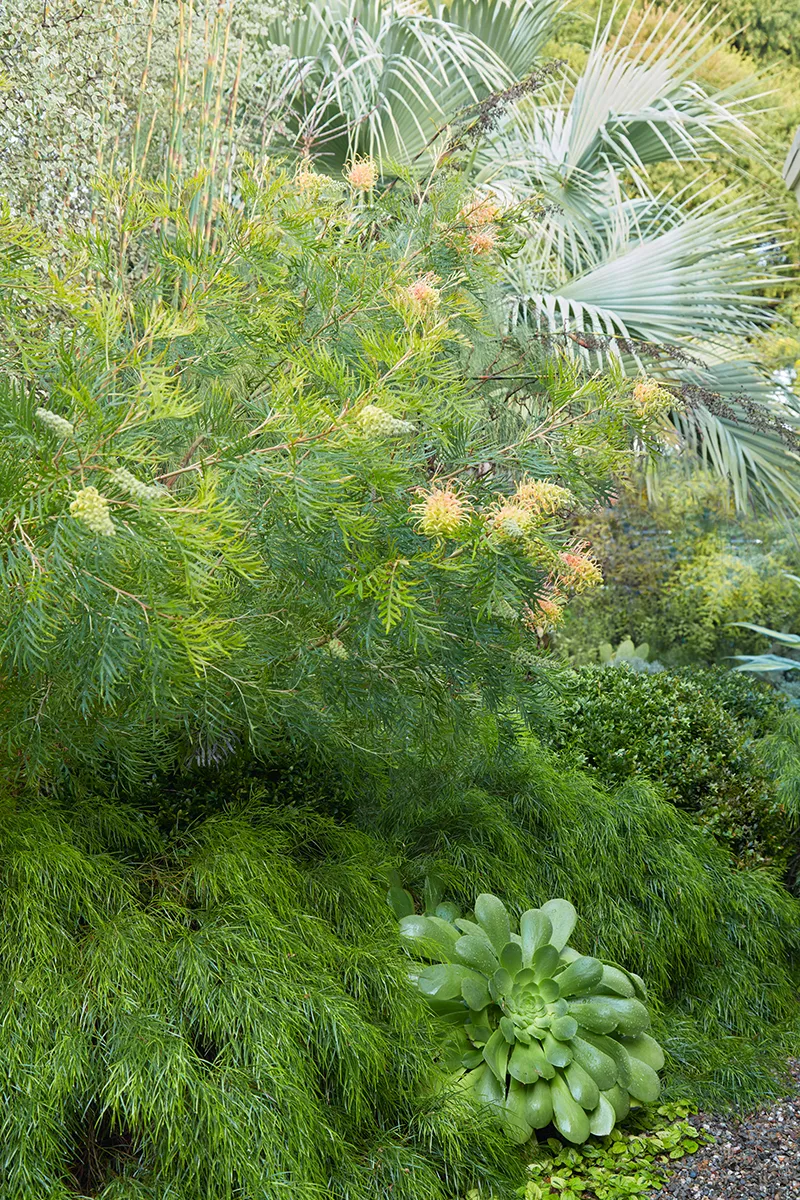 Grevillea ‘Peaches & Cream’, foto 2