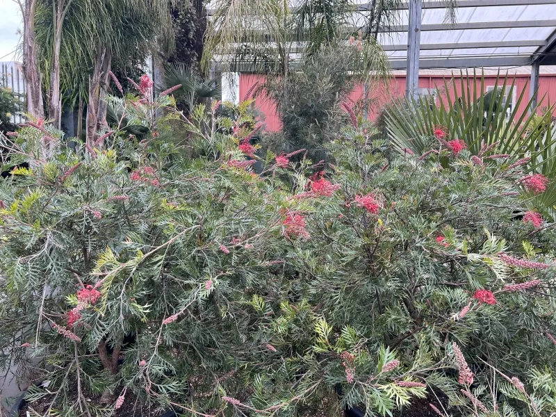 Grevillea ‘Robyn Gordon’, foto 2
