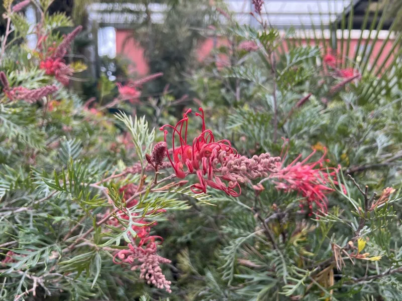 Grevillea ‘Robyn Gordon’ grafted
