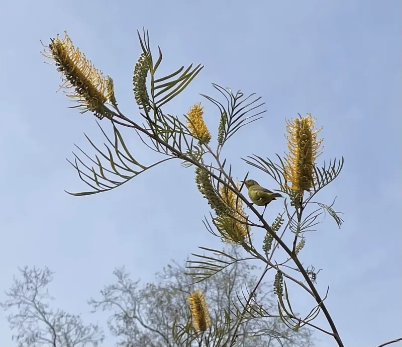 Grevillea ‘Sandra Gordon’, foto 3