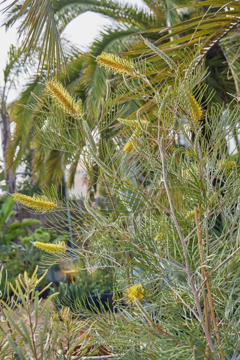 Grevillea ‘Sandra Gordon’ grafted