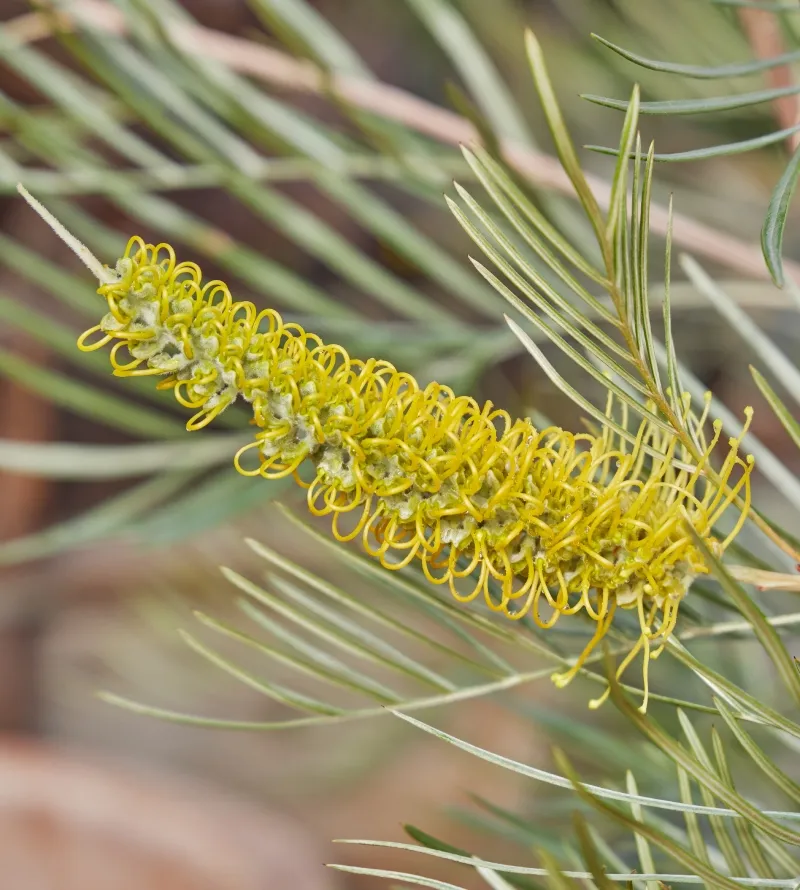 Grevillea ‘Sandra Gordon’ grafted, foto 2