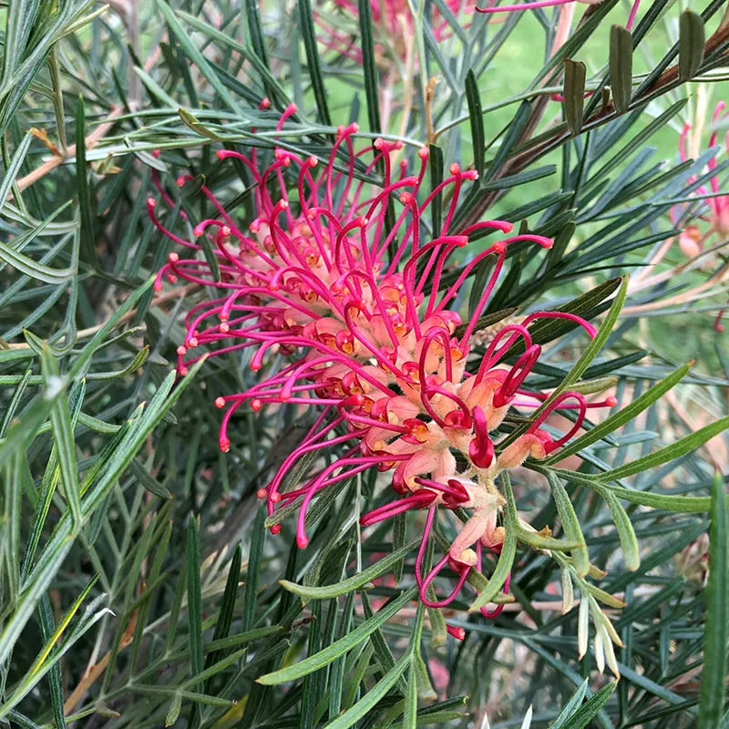 Grevillea ‘Spirit of Anzac’