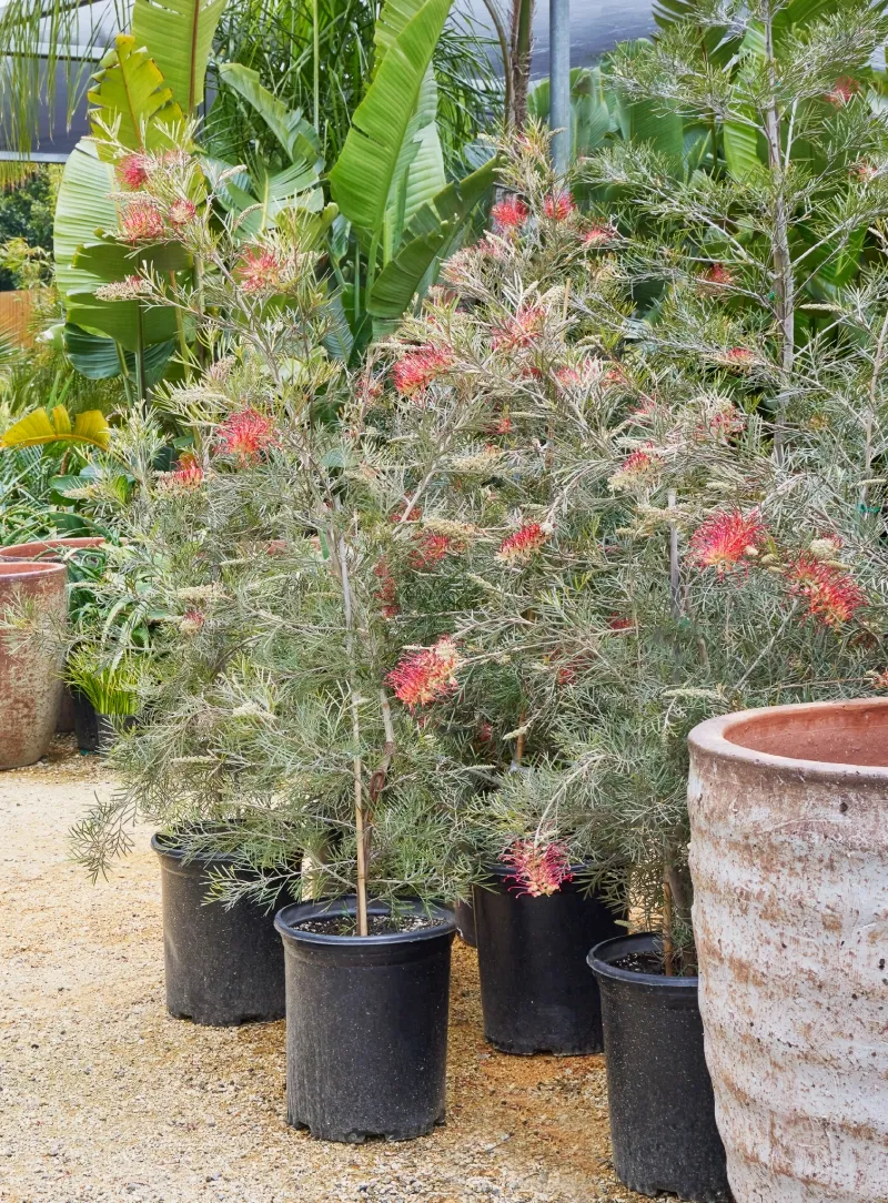 Grevillea ‘Spirit of Anzac’, foto 2