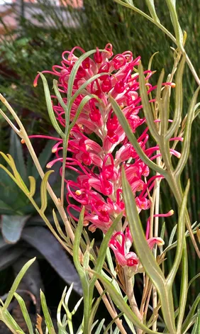 Grevillea ‘Sylvia’