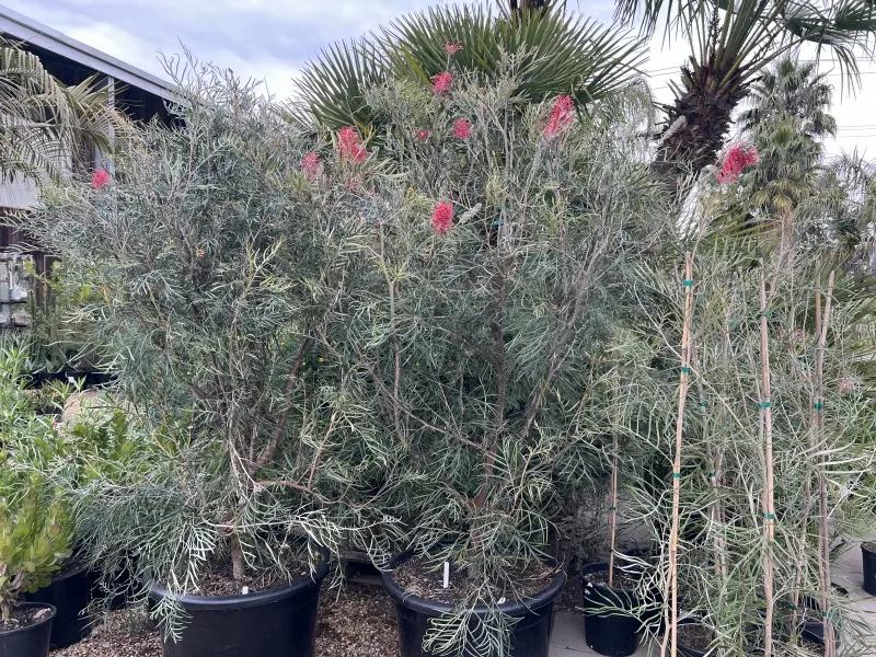 Grevillea ‘Sylvia’ grafted