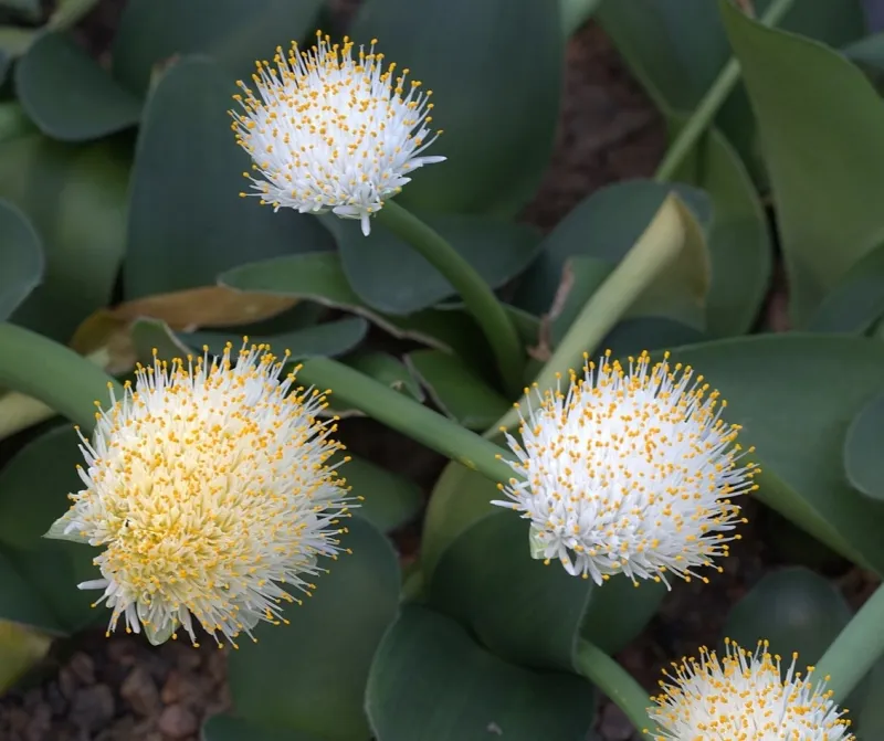 Haemanthus albiflos, photo 2