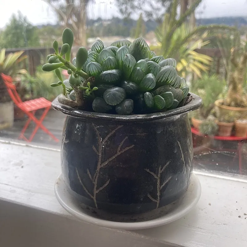 Haworthia cooperi, foto 2