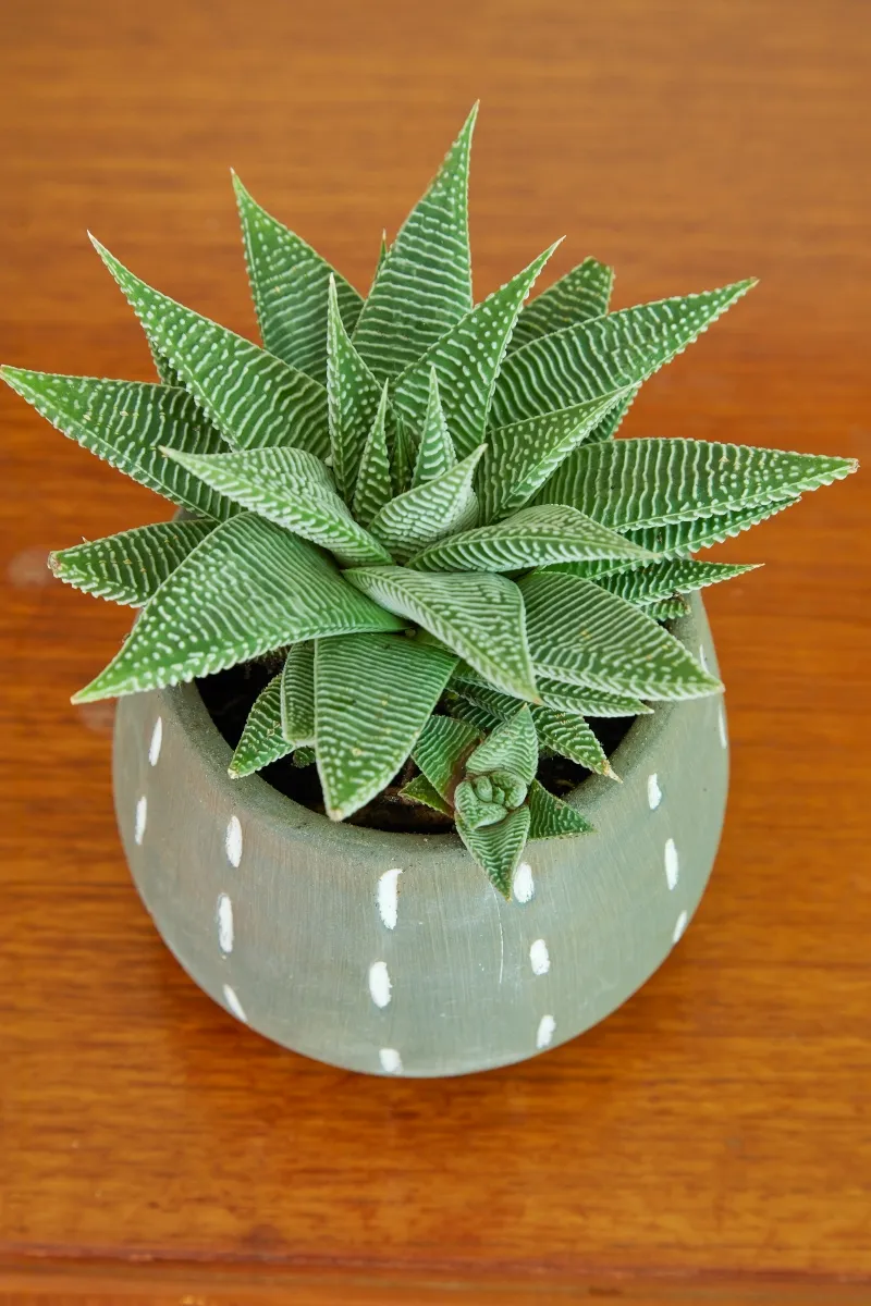 Haworthia limifolia var. striata, foto 2