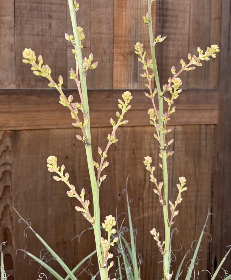 Hesperaloe ‘MSWN Ivory Swan’ Nite Lights