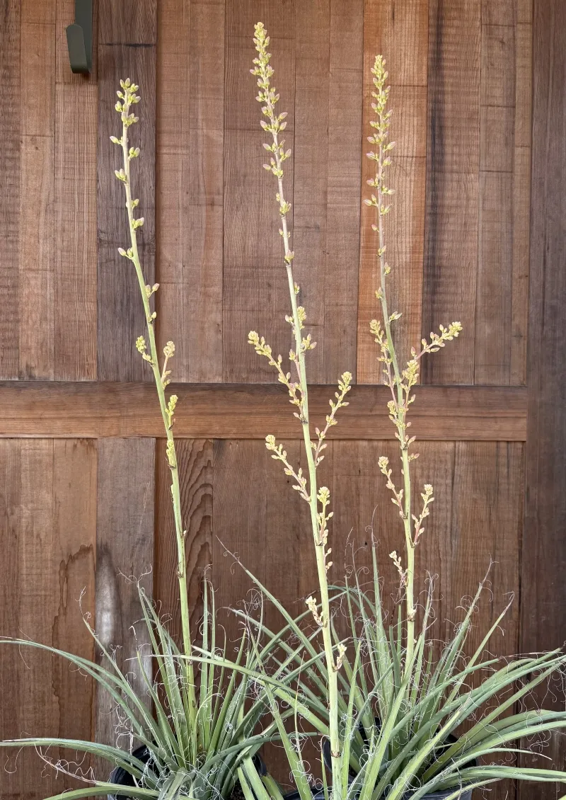 Hesperaloe ‘MSWN Ivory Swan’ Nite Lights, foto 2