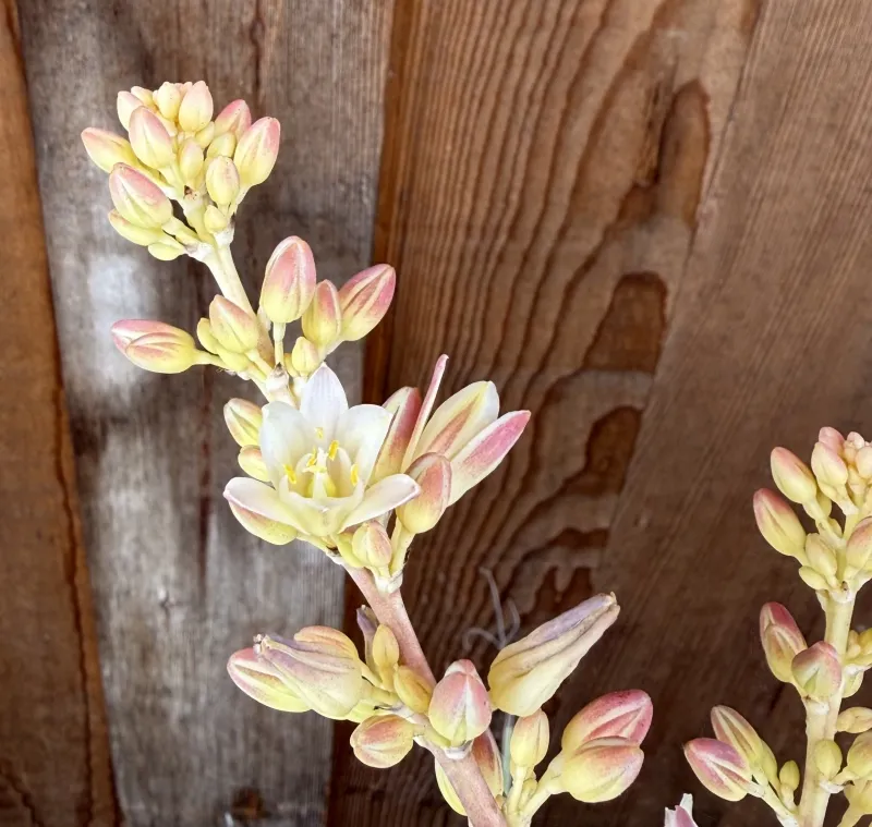 Hesperaloe ‘MSWN Ivory Swan’ Nite Lights, foto 3