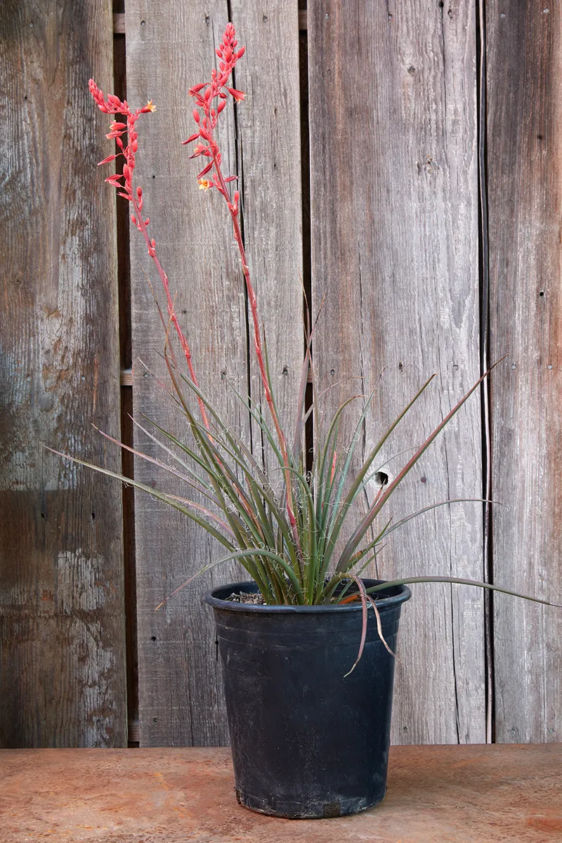 Hesperaloe parviflora, foto 2