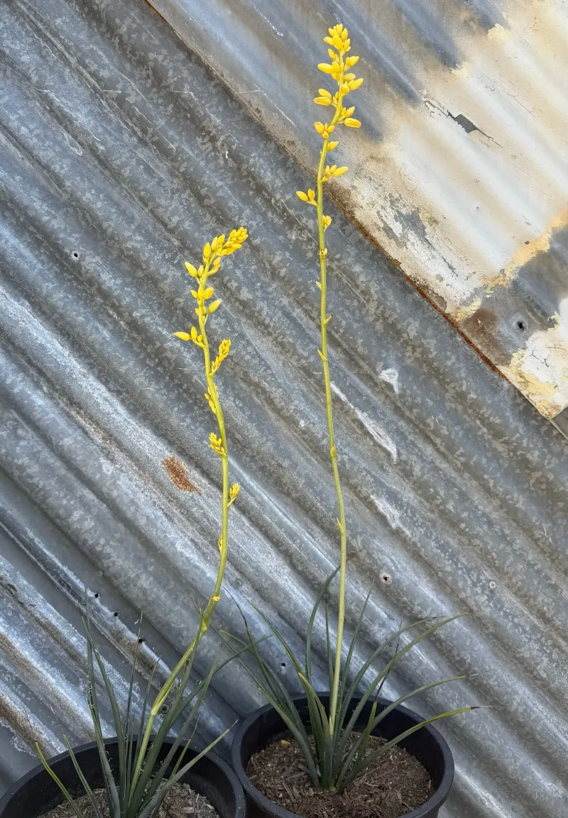 Hesperaloe parviflora ‘Yellow Sun’