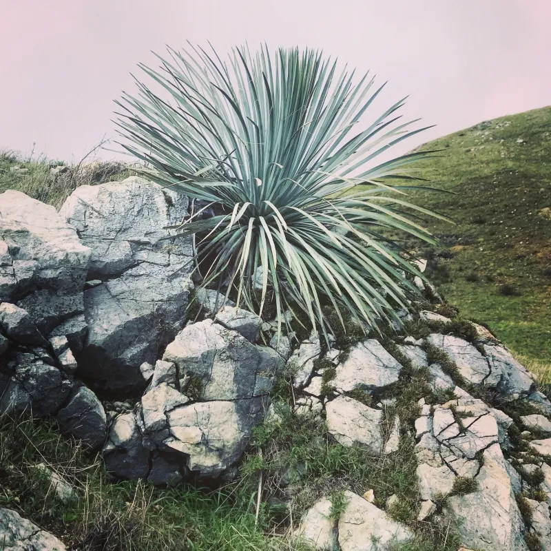 Hesperoyucca whipplei var. percursa, foto 2
