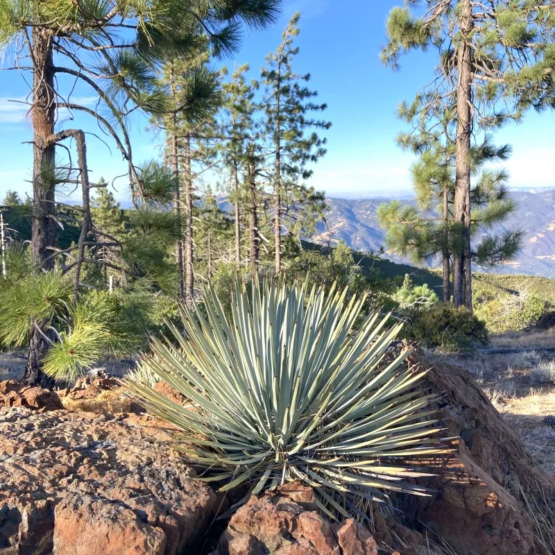 Hesperoyucca whipplei var. percursa, foto 3