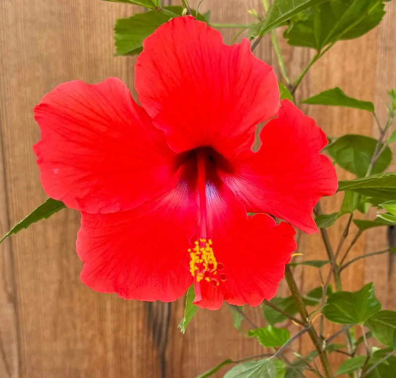 Hibiscus rosa-sinensis ‘Brilliant’
