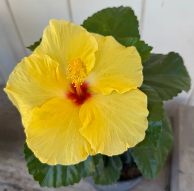 Hibiscus rosa-sinensis ‘Hula Girl’