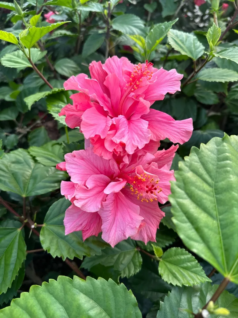 Hibiscus rosa-sinensis ‘Kona’