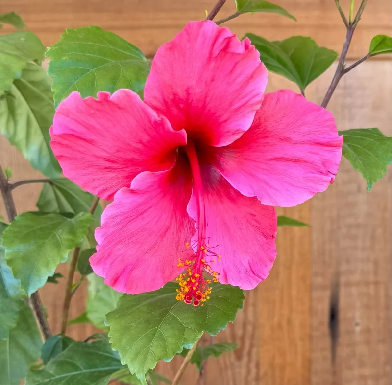 Hibiscus rosa-sinensis ‘Lipstick’