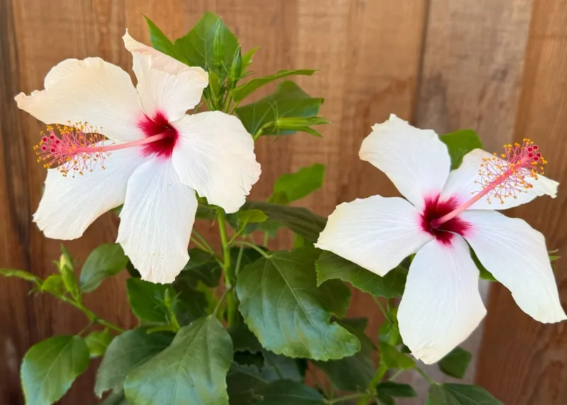 Hibiscus rosa-sinensis ‘White Wings’