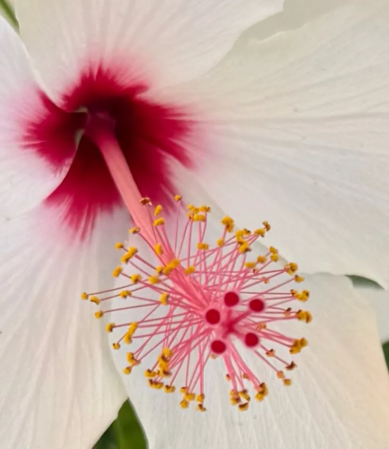 Hibiscus rosa-sinensis ‘White Wings’, foto 2