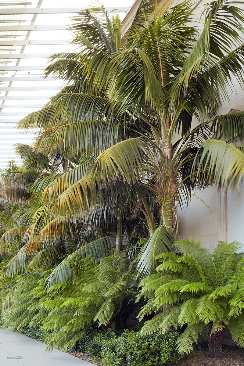 Howea forsteriana