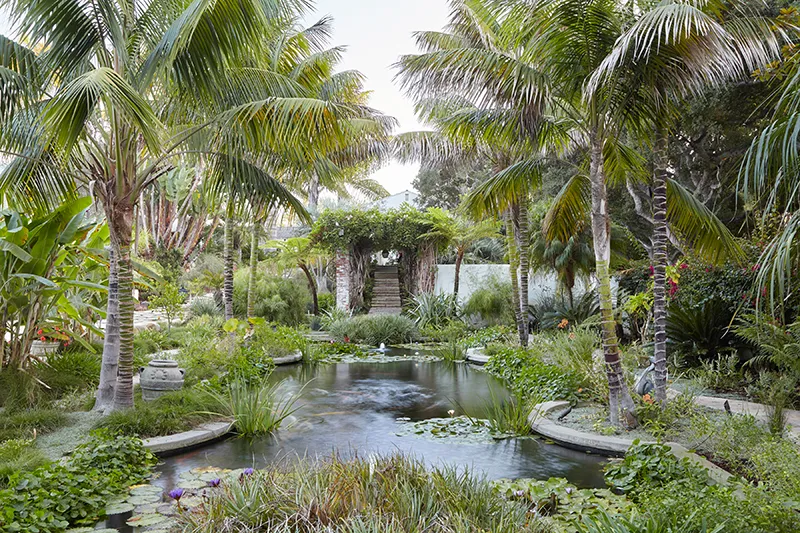 Howea forsteriana, foto 2