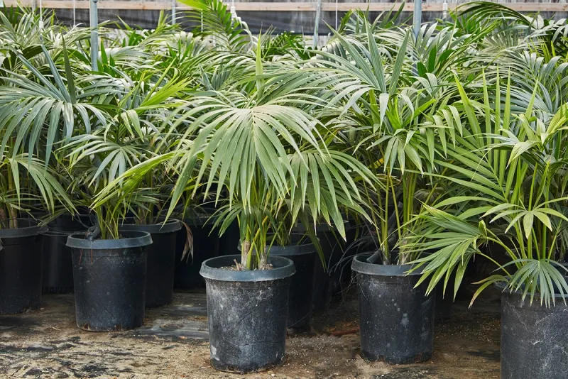 Howea forsteriana, foto 4
