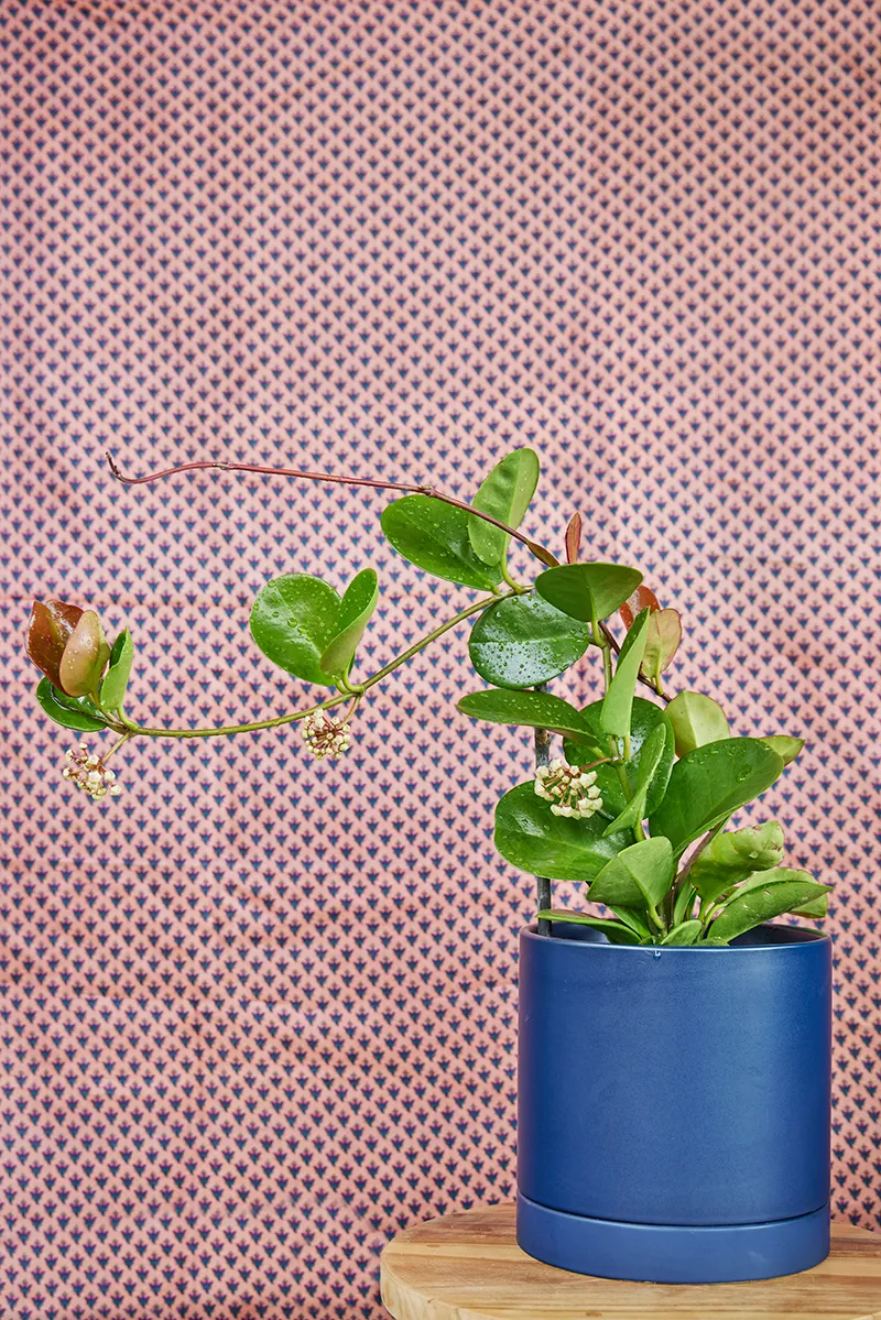 Hoya australis