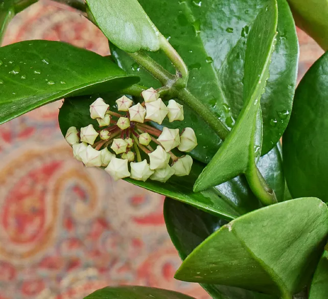 Hoya australis, foto 2