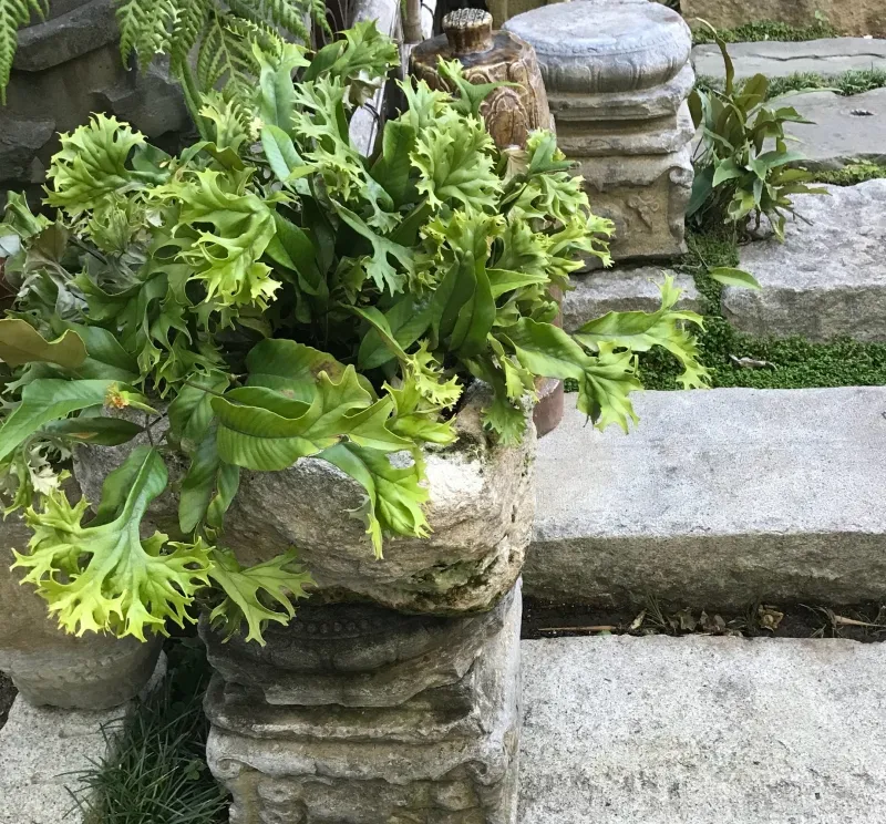 Asplenium antiquum ‘Leslie’