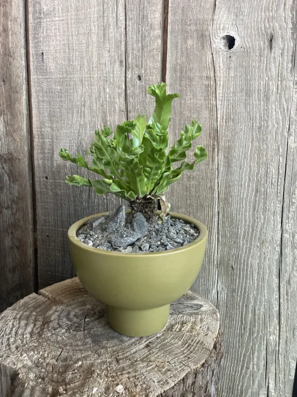 Asplenium antiquum ‘Leslie’, foto 2