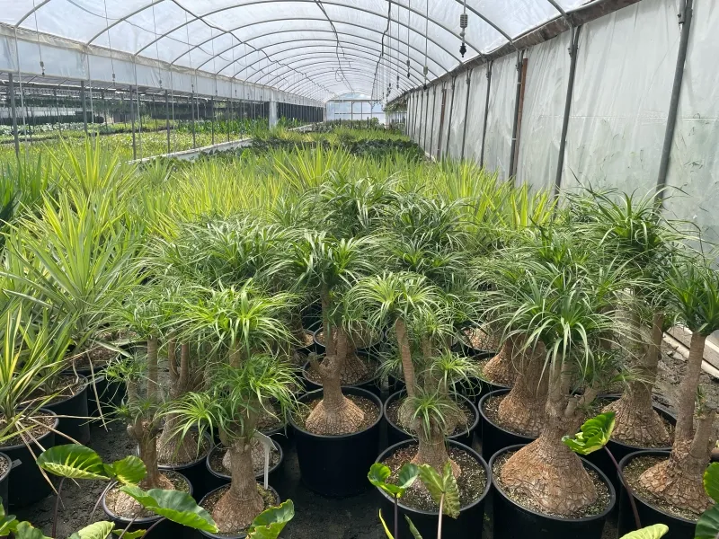 Beaucarnea recurvata, foto 2