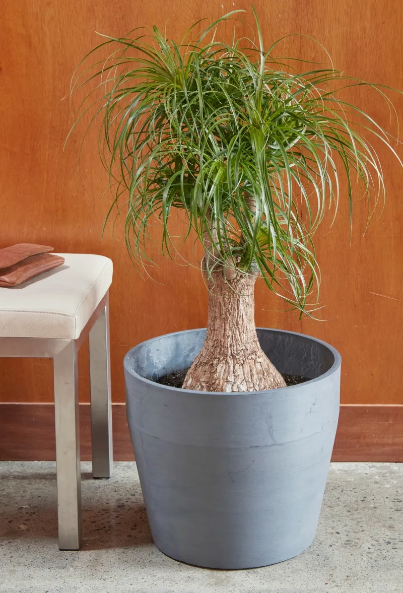 Beaucarnea recurvata, foto 3