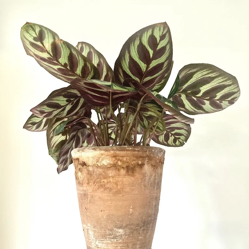 Calathea makoyana