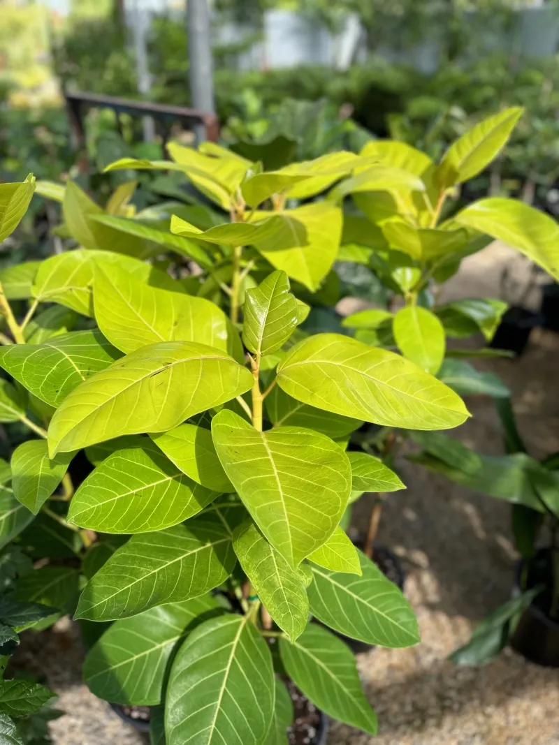 Ficus altissima ‘All Gold’
