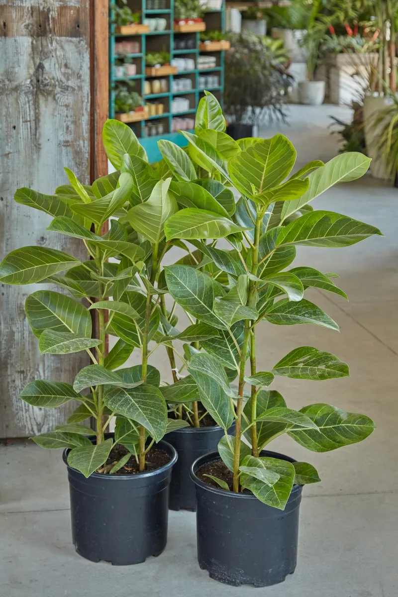 Ficus altissima ‘Yellow Gem’