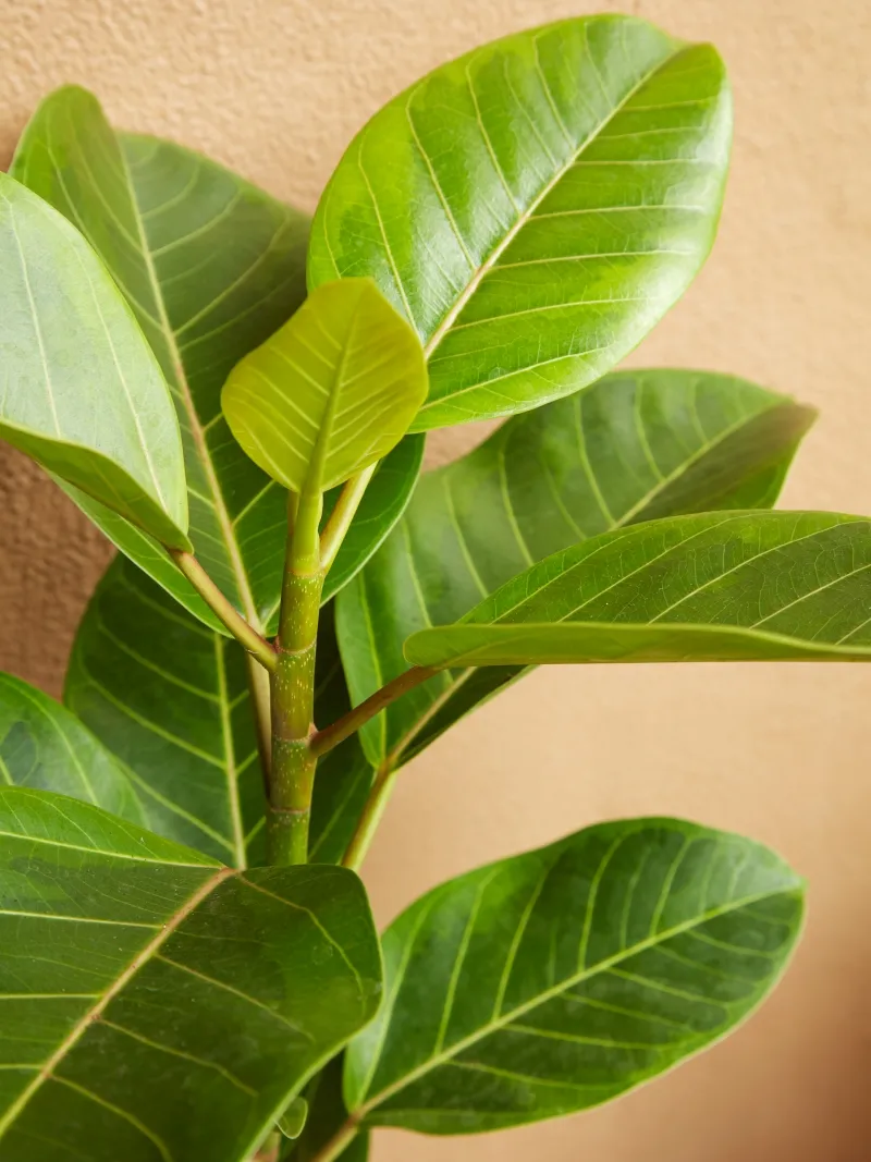 Ficus altissima ‘Yellow Gem’, foto 2