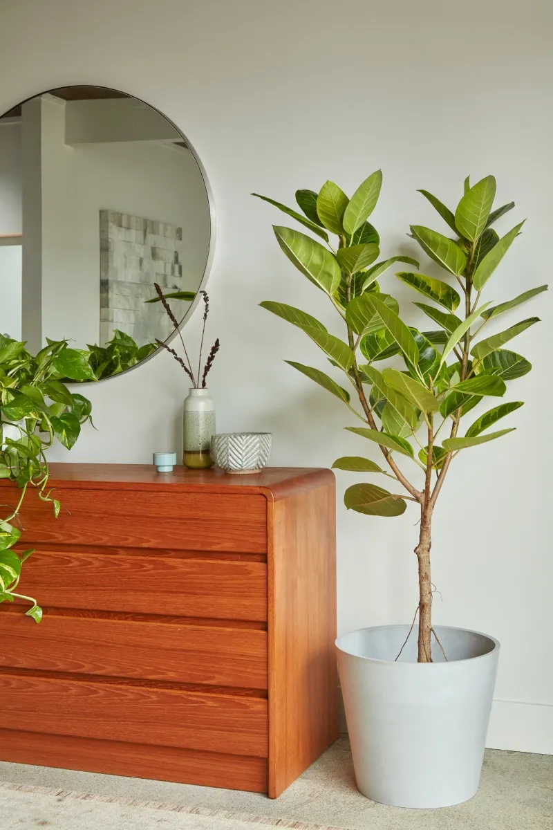 Ficus altissima ‘Yellow Gem’, foto 3