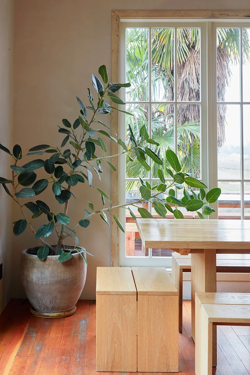 HP - Ficus benghalensis ‘Audrey’